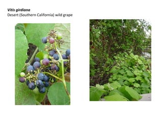 Vitis girdiana
Desert (Southern California) wild grape

 