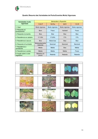Vitivinicultura




           Quadro Resumo das Variedades de Porta-Enxertos Muito Vigorosas


    Variedades muito                                   Berlandieri x Rupestris
        vigorosas               1103 P            140 Ru                 99 R            110 R

1- Vigor                     Muito vigoroso    Muito vigoroso       Muito vigoroso   Muito vigoroso
2- Resposta ao
                                 Bom                  Fraco            Variável          Fraco
enraizamento
3- Resposta à enxertia            Boa                  Boa               Boa              Boa

4- Resistência ao calcário      17-19%            17-20%                 17%             17%

5- Resistência à secura           Boa            Muito boa               Boa              Boa
                             Moderadamente
6- Resposta à humidade                            Sensível             Sensível        Sensível
                                tolerante
7- Resistência a
                                 Média                Média              Boa             Média
nemátodos
8- Resistência à acidez          Média                Média             Média            Fraca
9- Acção sobre o ciclo        Retarda um
                                                  Retarda              Retarda          Retarda
vegetativo                      pouco



                                              1103 P




                                              140 Ru




                                               99 R




                                              110 R




                                                                                                  96
 