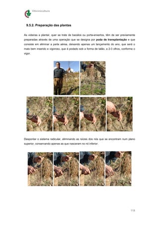 Vitivinicultura




  9.5.2. Preparação das plantas

As videiras a plantar, quer se trate de bacelos ou porta-enxertos, têm de ser previamente
preparadas através de uma operação que se designa por poda de transplantação e que
consiste em eliminar a parte aérea, deixando apenas um lançamento do ano, que será o
mais bem inserido e vigoroso, que é podado sob a forma de talão, a 2-3 olhos, conforme o
vigor.




Despontar o sistema radicular, eliminando as raízes dos nós que se encontram num plano
superior, conservando apenas as que nasceram no nó inferior.




                                                                                     118
 