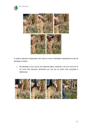 Vitivinicultura




O sistema radicular é despontado com maior ou menor intensidade, dependendo do tipo de
plantação a realizar.


    •    Na plantação à cova, faz-se uma desponta ligeira, deixando a raiz com cerca de 10
         cm (uma mão travessa), eliminando por sua vez as raízes mais compridas e
         defeituosas;




                                                                                      119
 