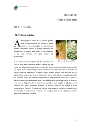 Vitivinicultura




                                                                        Módulo 03
                                                             Poda e Enxertia

10.1. Enxertia

 10.1.1. Generalidades




A
          propagação da videira fez-se durante grande
          parte da sua existência em pé franco. Nesta
          época a sua propagação não apresentava
grandes problemas, devido à grande facilidade de
enraizamento da espécie Vitis vinifera L., aproveitando-
se   as   suas   melhores     varas   para   estacas   de
multiplicação.

                                                               Sintomas da filoxera na folha
A partir de meados do século XIX, foi introduzida na
Europa uma praga chamada filoxera, insecto que se
instala nas raízes das videiras e que, no caso das castas europeias, rapidamente provoca a
sua morte. Com a disseminação deste insecto houve necessidade de se descobrir um
método capaz de solucionar o problema. Surgiu então a enxertia, operação que tem por
objectivo fixar uma porção de uma planta sobre outra, soldando-se em seguida os tecidos
das camadas postas em contacto comportando-se posteriormente como uma só planta. A
porção de videira que se adapta à outra e que a irá alimentar tem a designação de enxerto e
pode ser um fragmento de vara atempada (garfo) ou uma porção de pâmpano verde
contendo um gomo (borbulha). Contudo, a enxertia praticada na videira é quase
exclusivamente de garfo. A planta que com as suas raízes irá sustentar o enxerto tem a
denominação de porta-enxerto ou cavalo, usam-se para este fim as espécies americanas
porque são resistentes à filoxera.




                                                                                           125
 