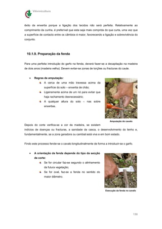 Vitivinicultura




êxito da enxertia porque a ligação dos tecidos não será perfeita. Relativamente ao
comprimento da cunha, é preferível que esta seja mais comprida do que curta, uma vez que
a superfície de contacto entre os câmbios é maior, favorecendo a ligação e sobrevivência do
conjunto.




 10.1.9. Preparação da fenda


Para uma perfeita introdução do garfo na fenda, deverá fazer-se a decapitação na madeira
de dois anos (madeira velha). Devem evitar-se zonas de torções ou fracturas do caule.


    •    Regras de amputação:
                 A cerca de uma mão travessa acima da
                 superfície do solo – enxertia de chão;
                 Ligeiramente acima de um nó para evitar que
                 haja rachamento desnecessário;
                 A qualquer altura do solo – nas sobre
                 enxertias.




                                                                      Amputação do cavalo
Depois do corte verifica-se a cor da madeira, se existem
indícios de doenças ou fracturas, a sanidade da casca, o desenvolvimento do lenho e,
fundamentalmente, se a zona geradora ou cambial está viva e em bom estado.


Findo este processo fende-se o cavalo longitudinalmente de forma a introduzir-se o garfo.


    •    A orientação da fenda depende do tipo da secção
         de corte:
                 Se for circular faz-se segundo o alinhamento
                 da futura vegetação;
                 Se for oval, faz-se a fenda no sentido do
                 maior diâmetro.




                                                                  Execução da fenda no cavalo




                                                                                            130
 