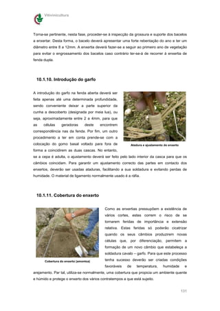 Vitivinicultura




Torna-se pertinente, nesta fase, proceder-se à inspecção da grossura e suporte dos bacelos
a enxertar. Desta forma, o bacelo deverá apresentar uma forte rebentação do ano e ter um
diâmetro entre 8 a 12mm. A enxertia deverá fazer-se a seguir ao primeiro ano de vegetação
para evitar o engrossamento dos bacelos caso contrário ter-se-á de recorrer à enxertia de
fenda dupla.




 10.1.10. Introdução do garfo

A introdução do garfo na fenda aberta deverá ser
feita apenas até uma determinada profundidade,
sendo conveniente deixar a parte superior da
cunha a descoberto (designada por meia lua), ou
seja, aproximadamente entre 2 a 4mm, para que
as    células    geradoras      deste   encontrem
correspondência nas da fenda. Por fim, um outro
procedimento a ter em conta prende-se com a
colocação do gomo basal voltado para fora de              Atadura e ajustamento do enxerto
forma a coincidirem as duas cascas. No entanto,
se a cepa é adulta, o ajustamento deverá ser feito pelo lado interior da casca para que os
câmbios coincidam. Para garantir um ajustamento correcto das partes em contacto dos
enxertos, deverão ser usadas ataduras, facilitando a sua soldadura e evitando perdas de
humidade. O material de ligamento normalmente usado é a ráfia.




 10.1.11. Cobertura do enxerto

                                          Como as enxertias pressupõem a existência de
                                          vários cortes, estes correm o risco de se
                                          tornarem feridas de importância e extensão
                                          relativa. Estas feridas só poderão cicatrizar
                                          quando os seus câmbios produzirem novas
                                          células que, por diferenciação, permitem a
                                          formação de um novo câmbio que estabeleça a
                                          soldadura cavalo – garfo. Para que este processo

      Cobertura do enxerto (amontoa)      tenha sucesso deverão ser criadas condições
                                          favoráveis    de   temperatura,      humidade       e
arejamento. Par tal, utiliza-se normalmente, uma cobertura que propicia um ambiente quente
e húmido e protege o enxerto dos vários contratempos a que está sujeito.


                                                                                             131
 