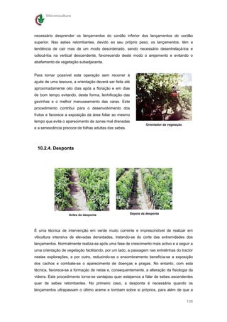 Vitivinicultura




necessário desprender os lançamentos do cordão inferior dos lançamentos do cordão
superior. Nas sebes retombantes, devido ao seu próprio peso, os lançamentos, têm a
tendência de cair mas de um modo desordenado, sendo necessário desentrelaçá-los e
colocá-los na vertical descendente, favorecendo deste modo o arejamento e evitando o
abafamento da vegetação subadjacente.


Para tornar possível esta operação sem recorrer à
ajuda de uma tesoura, a orientação deverá ser feita até
aproximadamente oito dias após a floração e em dias
de bom tempo evitando, desta forma, lenhificação das
gavinhas e o melhor manuseamento das varas. Este
procedimento contribui para o desenvolvimento dos
frutos e favorece a exposição da área foliar ao mesmo
tempo que evita o aparecimento de zonas mal drenadas
                                                                   Orientador da vegetação
e a senescência precoce de folhas adultas das sebes.




 10.2.4. Desponta




                   Antes da desponta                      Depois da desponta




É uma técnica de intervenção em verde muito corrente e imprescindível de realizar em
viticultura intensiva de elevadas densidades, tratando-se do corte das extremidades dos
lançamentos. Normalmente realiza-se após uma fase de crescimento mais activo e a seguir a
uma orientação de vegetação facilitando, por um lado, a passagem nas entrelinhas do tractor
nestas explorações, e por outro, reduzindo-se o ensombramento beneficia-se a exposição
dos cachos e combate-se o aparecimento de doenças e pragas. No entanto, com esta
técnica, favorece-se a formação de netas e, consequentemente, a alteração da fisiologia da
videira. Este procedimento torna-se vantajoso quer estejamos a falar de sebes ascendentes
quer de sebes retombantes. No primeiro caso, a desponta é necessária quando os
lançamentos ultrapassam o último arame e tombam sobre si próprios, para além de que a


                                                                                             138
 