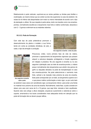Vitivinicultura




Relativamente à parte radicular, suprimem-se as raízes partidas ou feridas para facilitar a
cicatrização, ao mesmo tempo que se cortam as dos nós superiores no caso de existirem. As
raízes do nó inferior são despontadas com maior ou menor intensidade de acordo com o tipo
de plantação a utilizar. No que respeita à parte aérea, tanto nos bacelos como nos enxertos-
prontos, normalmente escolhe-se o lançamento mais forte e melhor conformado, deixando-o
com 2 – 3 gomos e eliminam-se os restantes rebentos.




   10.3.5.2. Poda de Formação


Com este tipo de poda pretende-se promover o
desenvolvimento da planta e modelar a sua forma,
tendo em conta as condições climáticas, de solo, a
casta, o tipo de armação e condução.
                                                         Ano seguinte á enxertia - antes da poda

                           Procura-se, então, numa primeira fase de vida da videira,
                           promover o aparecimento de lançamentos vigorosos que possam
                           adquirir a estrutura desejada, privilegiando a função vegetativa
                           em relação à produtiva. No ano seguinte à enxertia ou no ano
                           seguinte à plantação caso se trate de enxertos-prontos, a videira
                           possui normalmente dois lançamentos que advêm dos gomos do
                           garfo ou daqueles deixados na poda de transplantação no caso
                           dos enxertos-prontos. Na poda selecciona-se o sarmento mais
                           forte, vertical e de inserção mais próxima da zona de enxertia.

 Ano seguinte a enxertia   Este pode corresponder por um lado, ao lançamento superior se é
      após a poda          o que possui melhor conformação e maior vigor, ou por outro lado
se existirem duas varas com semelhante vigor, ao lançamento inferior, para evitar uma ferida
no material novo próximo da zona de enxertia. Normalmente, nesta fase, a poda consiste em
deixar uma vara com cerca de 6 a 10 gomos, que seja forte, tutorada e bem equilibrada.
Quando esta vara atinge a altura desejada, arqueia-se suavemente e estende-se sobre o
suporte, amarrando-a nos locais considerados mais adequados tendo em atenção que na
poda de formação não se devem poupar atilhos.




                                                                                            145
 