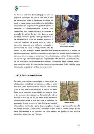 Vitivinicultura




Ao deixar-se uma carga demasiado pequena pode-se
prejudicar a produção, isto porque, para além de não
se aproveitarem todas as faculdades produtivas da
cepa, as varas vegetam exuberadamente, os ladrões
desenvolvem-se, o vigor aumenta, podendo ocorrer o
desavinho     e   consequentemente           acentuar   um
desequilíbrio entre o desenvolvimento da madeira e a
produção de cachos. Se, por outro lado, a carga
deixada é demasiado grande, a produção de cachos e
de pequenas varas faz-se em excesso, repartindo o
potencial vegetativo da videira entre os frutos e
                                                              Peso da lenha – Forma de
sarmentos, causando uma deficiente maturação e
                                                               determinação da carga
atempamento das varas e enfraquecimento total da
planta. Por isso, quando a videira apresenta uma rebentação uniforme e o número de
sarmentos se equipara ao dos gomos deixados na poda do ano anterior, é sinal que se pode
conservar a mesma carga do ano anterior. Se, pelo contrário, o número de sarmentos tem
um elevado vigor e é mais elevado que a carga deixada, então dever-se-á aumentar a carga.
De um modo geral, o que interessa tecnicamente é o numero de gomos deixados na vara,
visto que umas castas têm os entre-nós mais compridos que outras. Então, na poda, o que
interessa é a carga da vara e não o seu comprimento.




  10.3.9. Realização dos Cortes


Para além de considerarmos que todos os cortes devem ser
efectuados de uma só vez, quando estamos a falar de cortes
nas varas, estes devem ser feitos cerca de 1cm acima do
gomo e com uma inclinação oposta à posição do gomo.
Desta forma, evitar-se-á a acumulação das águas da chuva
e dos choros em cima dos gomos. Por outro lado, sobre a
madeira de mais de um ano, os cortes devem efectuar-se
razoavelmente rentes e lisos, para que a resistência da
                                                                     Exemplo de corte
videira não diminua no ponto do corte. Por razões ligadas à
dificuldade de cicatrização e perigo de propagação de doenças, os grandes cortes deverão
ser sempre evitados. Outro cuidado a ter remete-se para o uso do serrote. Sempre que se
tornar indispensável a sua utilização, os cortes deverão ser protegidos com produtos
específicos para o efeito (ex: Flintkote).




                                                                                         151
 