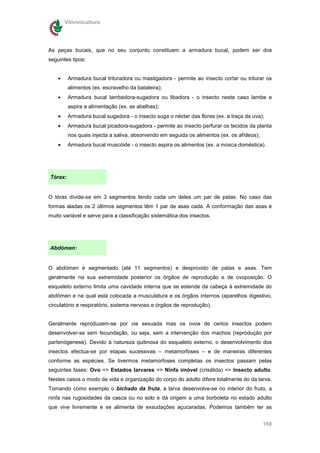 Vitivinicultura




As peças bucais, que no seu conjunto constituem a armadura bucal, podem ser dos
seguintes tipos:


    •    Armadura bucal trituradora ou mastigadora - permite ao insecto cortar ou triturar os
         alimentos (ex. escravelho da batateira);
    •    Armadura bucal lambedora-sugadora ou libadora - o insecto neste caso lambe e
         aspira a alimentação (ex. as abelhas);
    •    Armadura bucal sugadora - o insecto suga o néctar das flores (ex. a traça da uva);
    •    Armadura bucal picadora-sugadora - permite ao insecto perfurar os tecidos da planta
         nos quais injecta a saliva, absorvendo em seguida os alimentos (ex. os afídeos);
    •    Armadura bucal muscóide - o insecto aspira os alimentos (ex. a mosca doméstica).




Tórax:


O tórax divide-se em 3 segmentos tendo cada um deles um par de patas. No caso das
formas aladas os 2 últimos segmentos têm 1 par de asas cada. A conformação das asas é
muito variável e serve para a classificação sistemática dos insectos.




Abdómen:


O abdómen é segmentado (até 11 segmentos) e desprovido de patas e asas. Tem
geralmente na sua extremidade posterior os órgãos de reprodução e de ovoposição. O
esqueleto externo limita uma cavidade interna que se estende da cabeça à extremidade do
abdómen e na qual está colocada a musculatura e os órgãos internos (aparelhos digestivo,
circulatório e respiratório, sistema nervoso e órgãos de reprodução).


Geralmente reproduzem-se por via sexuada mas os ovos de certos insectos podem
desenvolver-se sem fecundação, ou seja, sem a intervenção dos machos (reprodução por
partenógenese). Devido à natureza quitinosa do esqueleto externo, o desenvolvimento dos
insectos efectua-se por etapas sucessivas – metamorfoses – e de maneiras diferentes
conforme as espécies. Se tivermos metamorfoses completas os insectos passam pelas
seguintes fases: Ovo => Estados larvares => Ninfa imóvel (crisálida) => Insecto adulto.
Nestes casos o modo de vida e organização do corpo do adulto difere totalmente do da larva.
Tomando como exemplo o bichado da fruta, a larva desenvolve-se no interior do fruto, a
ninfa nas rugosidades da casca ou no solo e dá origem a uma borboleta no estado adulto
que vive livremente e se alimenta de exsudações açucaradas. Podemos também ter as


                                                                                            159
 