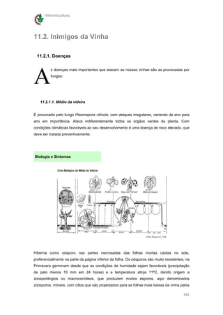 Vitivinicultura




11.2. Inimigos da Vinha

 11.2.1. Doenças




A
          s doenças mais importantes que atacam as nossas vinhas são as provocadas por
          fungos:




   11.2.1.1. Míldio da videira


É provocado pelo fungo Plasmopora vitícola, com ataques irregulares, variando de ano para
ano em importância. Ataca indiferentemente todos os órgãos verdes da planta. Com
condições climáticas favoráveis ao seu desenvolvimento é uma doença de risco elevado, que
deve ser tratada preventivamente.




Biologia e Sintomas




Hiberna como oósporo nas partes necrosadas das folhas mortas caídas no solo,
preferencialmente na parte da página inferior da folha. Os oósporos são muito resistentes; na
Primavera germinam desde que as condições de humidade sejam favoráveis (precipitação
de pelo menos 10 mm em 24 horas) e a temperatura atinja 11ºC, dando origem a
zoosporângios ou macroconídeos, que produzem muitos esporos, aqui denominados
zoósporos, móveis, com cílios que são projectados para as folhas mais baixas da vinha pelos

                                                                                         165
 
