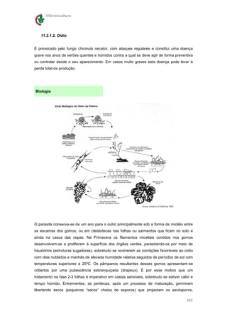 Vitivinicultura




   11.2.1.2. Oídio


É provocado pelo fungo Uncinula necator, com ataques regulares e constitui uma doença
grave nos anos de verões quentes e húmidos contra a qual se deve agir de forma preventiva
ou controlar desde o seu aparecimento. Em casos muito graves esta doença pode levar à
perda total da produção.




Biologia




O parasita conserva-se de um ano para o outro principalmente sob a forma de micélio entre
as escamas dos gomos, ou em cleistotecas nas folhas ou sarmentos que ficam no solo e
ainda na casca das cepas. Na Primavera os filamentos miceliais contidos nos gomos
desenvolvem-se e proliferam à superfície dos órgãos verdes, parasitando-os por meio de
haustórios (estruturas sugadoras), sobretudo se ocorrerem as condições favoráveis ao oídio
com dias nublados e manhãs de elevada humidade relativa seguidos de períodos de sol com
temperaturas superiores a 25ºC. Os pâmpanos resultantes desses gomos apresentam-se
cobertos por uma pubescência esbranquiçada (drapeux). É por esse motivo que um
tratamento na fase 2-3 folhas é imperativo em castas sensíveis, sobretudo se estiver calor e
tempo húmido. Entrementes, as peritecas, após um processo de maturação, germinam
libertando ascos (pequenos “sacos” cheios de esporos) que projectam os ascósporos,

                                                                                        167
 