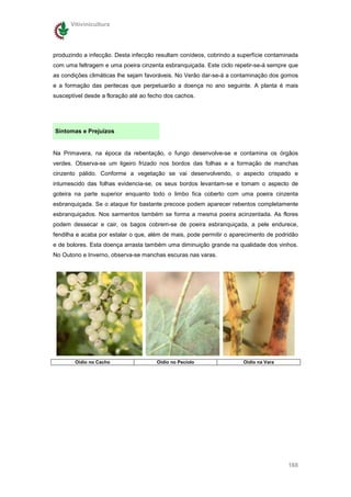 Vitivinicultura




produzindo a infecção. Desta infecção resultam conídeos, cobrindo a superfície contaminada
com uma feltragem e uma poeira cinzenta esbranquiçada. Este ciclo repetir-se-á sempre que
as condições climáticas lhe sejam favoráveis. No Verão dar-se-á a contaminação dos gomos
e a formação das peritecas que perpetuarão a doença no ano seguinte. A planta é mais
susceptível desde a floração até ao fecho dos cachos.




Sintomas e Prejuízos


Na Primavera, na época da rebentação, o fungo desenvolve-se e contamina os órgãos
verdes. Observa-se um ligeiro frizado nos bordos das folhas e a formação de manchas
cinzento pálido. Conforme a vegetação se vai desenvolvendo, o aspecto crispado e
intumescido das folhas evidencia-se, os seus bordos levantam-se e tomam o aspecto de
goteira na parte superior enquanto todo o limbo fica coberto com uma poeira cinzenta
esbranquiçada. Se o ataque for bastante precoce podem aparecer rebentos completamente
esbranquiçados. Nos sarmentos também se forma a mesma poeira acinzentada. As flores
podem dessecar e cair, os bagos cobrem-se de poeira esbranquiçada, a pele endurece,
fendilha e acaba por estalar o que, além de mais, pode permitir o aparecimento de podridão
e de bolores. Esta doença arrasta também uma diminuição grande na qualidade dos vinhos.
No Outono e Inverno, observa-se manchas escuras nas varas.




        Oídio no Cacho                Oídio no Pecíolo               Oídio na Vara




                                                                                      168
 