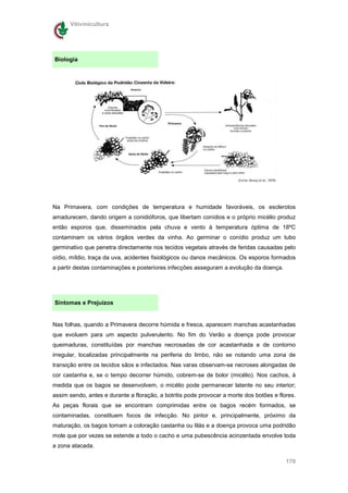 Vitivinicultura




Biologia




Na Primavera, com condições de temperatura e humidade favoráveis, os esclerotos
amadurecem, dando origem a conidióforos, que libertam conídios e o próprio micélio produz
então esporos que, disseminados pela chuva e vento à temperatura óptima de 18ºC
contaminam os vários órgãos verdes da vinha. Ao germinar o conídio produz um tubo
germinativo que penetra directamente nos tecidos vegetais através de feridas causadas pelo
oídio, míldio, traça da uva, acidentes fisiológicos ou danos mecânicos. Os esporos formados
a partir destas contaminações e posteriores infecções asseguram a evolução da doença.




Sintomas e Prejuízos


Nas folhas, quando a Primavera decorre húmida e fresca, aparecem manchas acastanhadas
que evoluem para um aspecto pulverulento. No fim do Verão a doença pode provocar
queimaduras, constituídas por manchas necrosadas de cor acastanhada e de contorno
irregular, localizadas principalmente na periferia do limbo, não se notando uma zona de
transição entre os tecidos sãos e infectados. Nas varas observam-se necroses alongadas de
cor castanha e, se o tempo decorrer húmido, cobrem-se de bolor (micélio). Nos cachos, à
medida que os bagos se desenvolvem, o micélio pode permanecer latente no seu interior;
assim sendo, antes e durante a floração, a botritis pode provocar a morte dos botões e flores.
As peças florais que se encontram comprimidas entre os bagos recém formados, se
contaminadas, constituem focos de infecção. No pintor e, principalmente, próximo da
maturação, os bagos tomam a coloração castanha ou lilás e a doença provoca uma podridão
mole que por vezes se estende a todo o cacho e uma pubescência acinzentada envolve toda
a zona atacada.

                                                                                          170
 