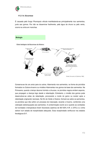 Vitivinicultura




   11.2.1.4. Escoriose


É causada pelo fungo Phomopsis vitícola manifestando-se principalmente nos sarmentos,
junto aos gomos. Por não se disseminar facilmente, pela água da chuva ou pelo vento,
ocorre na vinha em manchas.




Biologia




Conserva-se de uns anos para os outros, hibernando nos sarmentos, na forma de picnídios
formados no Outono-Inverno ou micélios hibernantes nos gomos da base dos sarmentos. Na
Primavera, quando o tempo decorre húmido e chuvoso, os picnídios negros emitem esporos,
que propagam a doença logo desde a rebentação. Entretanto, o micélio dos gomos pode
desenvolver-se antes da rebentação, provocando a morte do gomo ou evoluir após a
rebentação originando necroses. No fim do Verão e Outono, formam-se sobre os sarmentos,
os picnidíos que irão sofrer um processo de maturação, durante o Inverno, conferindo uma
coloração esbranquiçada aos sarmentos. A contaminação ocorre se e quando as condições
de humidade e temperatura forem favoráveis (óptimos de 98-100% H.R. e 23ºC) e a vinha
estiver num estado de receptividade adequado. Essa receptividade verifica-se nos estados
fenológicos E-F.




                                                                                    172
 