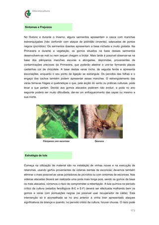 Vitivinicultura




Sintomas e Prejuízos


No Outono e durante o Inverno, alguns sarmentos apresentam a casca com manchas
esbranquiçadas (não confundir com ataque de podridão cinzenta), salpicadas de pontos
negros (picnídios). Os sarmentos doentes apresentam a base inchada e muito gretada. Na
Primavera e durante a vegetação, os gomos situados na base desses sarmentos
desenvolvem-se mal ou nem sequer chegam a brotar. Mais tarde é possível observar-se na
base dos pâmpanos manchas escuras e alongadas, deprimidas, provenientes de
contaminações precoces da Primavera, que poderão alastrar e unir-se formando placas
castanhas cor de chocolate. A base destas varas incha, de seguida fende e apresenta
escoriações, enquanto o seu ponto de ligação se estrangula. Os pecíolos das folhas e o
engaço dos cachos também podem apresentar essas manchas. O estrangulamento das
varas torna-as frágeis e quebradiças o que, pela acção do vento ou práticas culturais, pode
levar a que partam. Devido aos gomos atacados poderem não evoluir, a poda no ano
seguinte poderá ser muito dificultada, dar-se um enfraquecimento das cepas ou mesmo a
sua morte.




               Pâmpanos com escoriose                      Desnoca




Estratégia de luta


Começa na utilização de material são na instalação de vinhas novas e na execução de
retanchas, usando garfos provenientes de videiras isentas de escoriose; devemos também
eliminar o mais possível as varas portadoras de picnídios ou com sintomas de escoriose. Nas
videiras atacadas deverá ser realizada uma poda mais longa pois, sendo os gomos da base
os mais atacados, corremos o risco de comprometer a rebentação. A luta química no período
crítico da cultura (estados fenológicos B-C e E-F) deverá ser efectuada molhando bem os
gomos e varas com pontuações negras (se possível usar recuperador de calda). Esta
intervenção só é aconselhada se no ano anterior a vinha tiver apresentado ataques
significativos da doença e quando, no período critico da cultura, houver chuvas. O risco pode


                                                                                         173
 