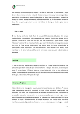 Vitivinicultura




ser estimado por observações no Inverno e no fim da Primavera. Ao realizarmos a poda
devem observar-se os primeiros entre-nós dos sarmentos, anotando a presença de picnídios,
escoriações, fendilhamentos e estrangulamentos na base, que nos indicam a situação da
doença na parcela. No fim da Primavera, necroses alongadas de cor acinzentada escura, na
base dos pâmpanos, previnem para a intensidade da doença e alertam para futuros
tratamentos.




   11.2.1.5. Esca


É uma doença conhecida desde finais do século XIX tendo sido atribuída a dois fungos
basidiomicetas, responsáveis pela degradação da madeira. Desde essa época até ao
presente, sobretudo a partir dos anos 80, tem sido contestado o papel destes fungos
“clássicos” e outros, tão ou mais importantes, que foram identificados como agentes causais
da Esca. A Esca tem-se desenvolvido nos últimos anos de forma extraordinária e
preocupante, sendo reportada a sua recrudescência à última década. Esta doença pode
manifestar-se de forma lenta ou súbita, sendo conhecida, neste caso, sob a designação de
apoplexia.




Biologia


O ciclo de vida dos agentes associados ao síndroma da Esca é ainda mal conhecido. Os
patogénios penetram sobretudo por feridas no tronco e braços das cepas, causadas pela
poda. A contaminação é feita por esporos transportados pelo vento ou por pedaços de
micélio transportados nas ferramentas de poda. Atacam o lenho da planta destruindo-o; esta
destruição pode ser de um braço ou da cepa.




Sintomas e Prejuízos


Independentemente dos agentes causais, os sintomas originados são idênticos. A doença
pode manifestar-se nas partes herbáceas de duas formas: uma lenta, caracterizada por
alterações nas folhas com o aparecimento de manchas avermelhadas nas castas tintas e
amareladas nas castas brancas entre as nervuras que acabam por necrosar e que podem
ser confundidas com os estados de carência de magnésio nas castas brancas e com os de
potássio ou com o avermelhamento de origem fisiológica nas castas tintas, pequenas
manchas escuras bordejadas de anel castanho-púrpura podem aparecer nos bagos e poderá


                                                                                       174
 