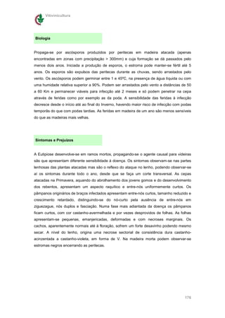 Vitivinicultura




Biologia


Propaga-se por ascósporos produzidos por peritecas em madeira atacada (apenas
encontradas em zonas com precipitação > 300mm) e cuja formação se dá passados pelo
menos dois anos. Iniciada a produção de esporos, o estroma pode manter-se fértil até 5
anos. Os esporos são expulsos das peritecas durante as chuvas, sendo arrastados pelo
vento. Os ascósporos podem germinar entre 1 e 45ºC, na presença de água líquida ou com
uma humidade relativa superior a 90%. Podem ser arrastados pelo vento a distâncias de 50
a 60 Km e permanecer viáveis para infecção até 2 meses e só podem penetrar na cepa
através de feridas como por exemplo as da poda. A sensibilidade das feridas à infecção
decresce desde o início até ao final do Inverno, havendo maior risco de infecção com podas
temporãs do que com podas tardias. As feridas em madeira de um ano são menos sensíveis
do que as madeiras mais velhas.




Sintomas e Prejuízos


A Eutipiose desenvolve-se em ramos mortos, propagando-se o agente causal para videiras
sãs que apresentam diferente sensibilidade à doença. Os sintomas observam-se nas partes
lenhosas das plantas atacadas mas são o reflexo do ataque no lenho, podendo observar-se
aí os sintomas durante todo o ano, desde que se faça um corte transversal. As cepas
atacadas na Primavera, aquando do abrolhamento dos jovens gomos e do desenvolvimento
dos rebentos, apresentam um aspecto raquítico e entre-nós uniformemente curtos. Os
pâmpanos originários de braços infectados apresentam entre-nós curtos, tamanho reduzido e
crescimento retardado, distinguindo-se do nó-curto pela ausência de entre-nós em
ziguezague, nós duplos e fasciação. Numa fase mais adiantada da doença os pâmpanos
ficam curtos, com cor castanho-avermelhada e por vezes desprovidos de folhas. As folhas
apresentam-se pequenas, emanjericadas, deformadas e com necroses marginais. Os
cachos, aparentemente normais até à floração, sofrem um forte desavinho podendo mesmo
secar. A nível do lenho, origina uma necrose sectorial de consistência dura castanho-
acinzentada a castanho-violeta, em forma de V. Na madeira morta podem observar-se
estromas negros encerrando as peritecas.




                                                                                      176
 