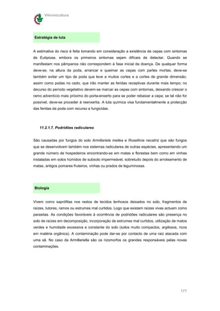 Vitivinicultura




Estratégia de luta


A estimativa do risco é feita tomando em consideração a existência de cepas com sintomas
de Eutipiose, embora os primeiros sintomas sejam difíceis de detectar. Quando se
manifestam nos pâmpanos não correspondem à fase inicial da doença. De qualquer forma
deve-se, na altura da poda, arrancar e queimar as cepas com partes mortas; deve-se
também evitar um tipo de poda que leve a muitos cortes e a cortes de grande dimensão,
assim como podas no cedo, que irão manter as feridas receptivas durante mais tempo; no
decurso do período vegetativo devem-se marcar as cepas com sintomas, deixando crescer o
ramo adventício mais próximo do porta-enxerto para se poder rebaixar a cepa; se tal não for
possível, deve-se proceder à reenxertia. A luta química visa fundamentalmente a protecção
das feridas da poda com recurso a fungicidas.




   11.2.1.7. Podridões radiculares


São causadas por fungos do solo Armillariela mellea e Rosellinia necatriz que são fungos
que se desenvolvem também nos sistemas radiculares de outras espécies, apresentando um
grande número de hospedeiros encontrando-se em matas e florestas bem como em vinhas
instaladas em solos húmidos de subsolo impermeável, sobretudo depois do arroteamento de
matas, antigos pomares fruteiros, vinhas ou prados de leguminosas.




Biologia


Vivem como saprófitas nos restos de tecidos lenhosos deixados no solo, fragmentos de
raízes, tutores, ramos ou estrumes mal curtidos. Logo que existam raízes vivas actuam como
parasitas. As condições favoráveis à ocorrência de podridões radiculares são presença no
solo de raízes em decomposição, incorporação de estrumes mal curtidos, utilização de matos
verdes e humidade excessiva e constante do solo (solos muito compactos, argilosos, ricos
em matéria orgânica). A contaminação pode dar-se por contacto de uma raiz atacada com
uma sã. No caso da Armillariella são os rizomorfos os grandes responsáveis pelas novas
contaminações.




                                                                                       177
 