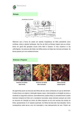 Vitivinicultura




Biologia




Hibernam sob a forma de adulto em plantas hospedeiras de folha persistente como
coníferas, silvas e plantas herbáceas. Nos fins de Abril as fêmeas migram para as vinhas,
tendo em geral três gerações anuais entre Abril e Outubro. A mais virulenta é a de
Julho/Agosto. As posturas são feitas nas folhas jovens ao longo das nervuras principais. As
larvas passam por cinco estados larvares.




Sintomas e Prejuízos




      Sintomas nas folhas            Sintomas nas folhas              Videira atacada
           (fase inicial)              (fase avançada)                (aspecto geral)




As cigarrinhas picam as nervuras das folhas até aos vasos condutores em que se alimentam.
A saliva tóxica vai originar a obstrução desses vasos, interrompendo a circulação da seiva e
revelando os seguintes sintomas: avermelhamento (castas tintas) ou amarelecimento (castas
brancas) marginal do limbo com a bordadura recurvada, essas cloroses avançam por entre
as nervuras em direcção ao centro da folha enquanto se dá uma necrose dos bordos do
limbo, apresentando aí um aspecto queimado. As folhas da base são mais atacadas. Como
consequência pode dar-se uma má maturação e mau atempamento da vara. Podem ser


                                                                                        183
 
