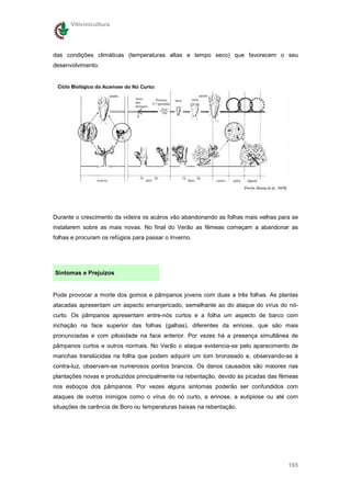Vitivinicultura




das condições climáticas (temperaturas altas e tempo seco) que favorecem o seu
desenvolvimento.




Durante o crescimento da videira os acáros vão abandonando as folhas mais velhas para se
instalarem sobre as mais novas. No final do Verão as fêmeas começam a abandonar as
folhas e procuram os refúgios para passar o Inverno.




Sintomas e Prejuízos


Pode provocar a morte dos gomos e pâmpanos jovens com duas a três folhas. As plantas
atacadas apresentam um aspecto emanjericado, semelhante ao do ataque do vírus do nó-
curto. Os pâmpanos apresentam entre-nós curtos e a folha um aspecto de barco com
inchação na face superior das folhas (galhas), diferentes da erinose, que são mais
pronunciadas e com pilosidade na face anterior. Por vezes há a presença simultânea de
pâmpanos curtos e outros normais. No Verão o ataque evidencia-se pelo aparecimento de
manchas translúcidas na folha que podem adquirir um tom bronzeado e, observando-as à
contra-luz, observam-se numerosos pontos brancos. Os danos causados são maiores nas
plantações novas e produzidos principalmente na rebentação, devido às picadas das fêmeas
nos esboços dos pâmpanos. Por vezes alguns sintomas poderão ser confundidos com
ataques de outros inimigos como o vírus do nó curto, a erinose, a eutipiose ou até com
situações de carência de Boro ou temperaturas baixas na rebentação.




                                                                                    185
 