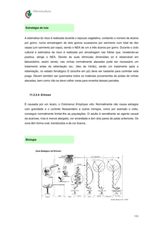 Vitivinicultura




Estratégia de luta


A estimativa do risco é realizada durante o repouso vegetativo, contando o número de ácaros
por gomo, numa amostragem de dois gomos sucessivos por sarmento num total de dez
cepas (um sarmento por cepa), sendo o NEA de um a três ácaros por gomo. Durante o ciclo
cultural a estimativa de risco é realizada por amostragem nas folhas que, revelando-se
positiva, atinge o NEA. Devido às suas diminutas dimensões só é observável em
laboaratório; assim sendo, nas vinhas normalmente atacadas pode ser necessário um
tratamento antes da rebentação (ex.: óleo de Verão), senão um tratamento após a
rebentação, no estado fenológico D (enxofre em pó) deve ser bastante para controlar esta
praga. Devem também ser queimados todos os materiais provenientes de podas de vinhas
atacadas, bem como não se deve colher varas para enxertia dessas parcelas.




   11.2.2.4. Erinose


É causada por um ácaro, o Colomerus Eriophyes vitis. Normalmente não causa estragos
com gravidade e o controlo fitossanitário a outros inimigos, como por exemplo o oídio,
consegue normalmente limitar-lhe as populações. O adulto é semelhante ao agente causal
da acariose, mas é menos alargado, cor amarelada e tem dois pares de patas anteriores. Os
ovos têm forma oval, translúcidos e de cor branca.




Biologia




                                                                                       186
 