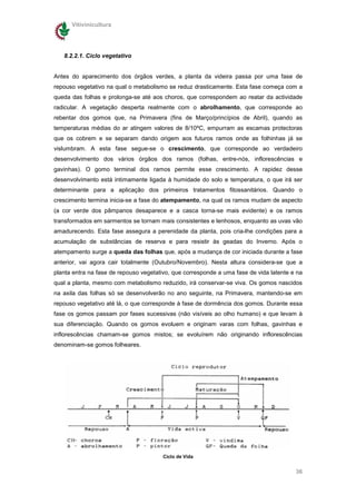 Vitivinicultura




   8.2.2.1. Ciclo vegetativo


Antes do aparecimento dos órgãos verdes, a planta da videira passa por uma fase de
repouso vegetativo na qual o metabolismo se reduz drasticamente. Esta fase começa com a
queda das folhas e prolonga-se até aos choros, que correspondem ao reatar da actividade
radicular. A vegetação desperta realmente com o abrolhamento, que corresponde ao
rebentar dos gomos que, na Primavera (fins de Março/princípios de Abril), quando as
temperaturas médias do ar atingem valores de 8/10ºC, empurram as escamas protectoras
que os cobrem e se separam dando origem aos futuros ramos onde as folhinhas já se
vislumbram. A esta fase segue-se o crescimento, que corresponde ao verdadeiro
desenvolvimento dos vários órgãos dos ramos (folhas, entre-nós, inflorescências e
gavinhas). O gomo terminal dos ramos permite esse crescimento. A rapidez desse
desenvolvimento está intimamente ligada à humidade do solo e temperatura, o que irá ser
determinante para a aplicação dos primeiros tratamentos fitossanitários. Quando o
crescimento termina inicia-se a fase do atempamento, na qual os ramos mudam de aspecto
(a cor verde dos pâmpanos desaparece e a casca torna-se mais evidente) e os ramos
transformados em sarmentos se tornam mais consistentes e lenhosos, enquanto as uvas vão
amadurecendo. Esta fase assegura a perenidade da planta, pois cria-lhe condições para a
acumulação de substâncias de reserva e para resistir às geadas do Inverno. Após o
atempamento surge a queda das folhas que, após a mudança de cor iniciada durante a fase
anterior, vai agora cair totalmente (Outubro/Novembro). Nesta altura considera-se que a
planta entra na fase de repouso vegetativo, que corresponde a uma fase de vida latente e na
qual a planta, mesmo com metabolismo reduzido, irá conservar-se viva. Os gomos nascidos
na axila das folhas só se desenvolverão no ano seguinte, na Primavera, mantendo-se em
repouso vegetativo até lá, o que corresponde à fase de dormência dos gomos. Durante essa
fase os gomos passam por fases sucessivas (não visíveis ao olho humano) e que levam à
sua diferenciação. Quando os gomos evoluem e originam varas com folhas, gavinhas e
inflorescências chamam-se gomos mistos; se evoluírem não originando inflorescências
denominam-se gomos folheares.




                                       Ciclo de Vida


                                                                                        36
 
