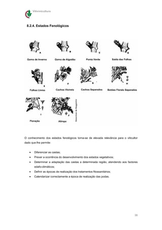 Vitivinicultura




 8.2.4. Estados Fenológicos




O conhecimento dos estados fenológicos torna-se de elevada relevância para o viticultor
dado que lhe permite:


   •    Diferenciar as castas;
   •    Prever a ocorrência do desenvolvimento dos estados vegetativos;
   •    Determinar a adaptação das castas a determinada região, atendendo aos factores
        edafo-climáticos;
   •    Definir as épocas de realização dos tratamentos fitossanitários;
   •    Calendarizar correctamente a época de realização das podas.




                                                                                    38
 