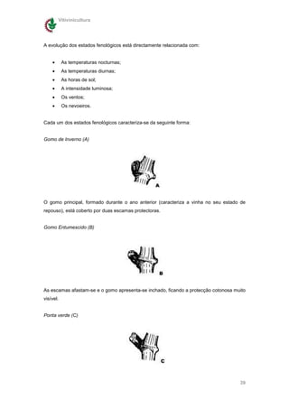Vitivinicultura




A evolução dos estados fenológicos está directamente relacionada com:


    •      As temperaturas nocturnas;
    •      As temperaturas diurnas;
    •      As horas de sol;
    •      A intensidade luminosa;
    •      Os ventos;
    •      Os nevoeiros.


Cada um dos estados fenológicos caracteriza-se da seguinte forma:


Gomo de Inverno (A)




O gomo principal, formado durante o ano anterior (caracteriza a vinha no seu estado de
repouso), está coberto por duas escamas protectoras.


Gomo Entumescido (B)




As escamas afastam-se e o gomo apresenta-se inchado, ficando a protecção cotonosa muito
visível.


Ponta verde (C)




                                                                                    39
 