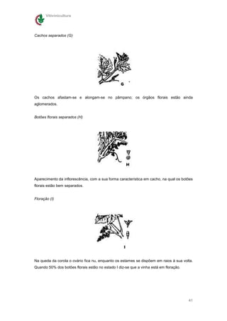 Vitivinicultura




Cachos separados (G)




Os cachos afastam-se e alongam-se no pâmpano; os órgãos florais estão ainda
aglomerados.


Botões florais separados (H)




Aparecimento da inflorescência, com a sua forma característica em cacho, na qual os botões
florais estão bem separados.


Floração (I)




Na queda da corola o ovário fica nu, enquanto os estames se dispõem em raios à sua volta.
Quando 50% dos botões florais estão no estado I diz-se que a vinha está em floração.




                                                                                       41
 