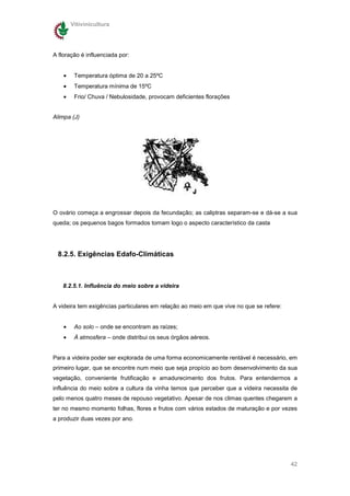 Vitivinicultura




A floração é influenciada por:


    •    Temperatura óptima de 20 a 25ºC
    •    Temperatura mínima de 15ºC
    •    Frio/ Chuva / Nebulosidade, provocam deficientes florações


Alimpa (J)




O ovário começa a engrossar depois da fecundação; as caliptras separam-se e dá-se a sua
queda; os pequenos bagos formados tomam logo o aspecto característico da casta




 8.2.5. Exigências Edafo-Climáticas



   8.2.5.1. Influência do meio sobre a videira


A videira tem exigências particulares em relação ao meio em que vive no que se refere:


    •    Ao solo – onde se encontram as raízes;
    •    À atmosfera – onde distribui os seus órgãos aéreos.


Para a videira poder ser explorada de uma forma economicamente rentável é necessário, em
primeiro lugar, que se encontre num meio que seja propício ao bom desenvolvimento da sua
vegetação, conveniente frutificação e amadurecimento dos frutos. Para entendermos a
influência do meio sobre a cultura da vinha temos que perceber que a videira necessita de
pelo menos quatro meses de repouso vegetativo. Apesar de nos climas quentes chegarem a
ter no mesmo momento folhas, flores e frutos com vários estados de maturação e por vezes
a produzir duas vezes por ano.




                                                                                         42
 