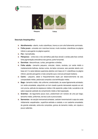 Vitivinicultura




                          Pâmpano                 Folhas




Descrição Ampelográfica:


       Abrolhamento - aberto, muito cotanilhoso, branco e com orla fortemente carminada;
       Folha jovem - amarela com manchas bronze; muito revoluta; cotanilhosa na página
       inferior e penugenta na página superior;
       Flor - hermafrodita;
       Pâmpanos - entre-nós e nós vermelhos pela face dorsal e verdes pela face ventral;
       forte pigmentação antociânica dos gomos; porte horizontal;
       Gavinhas - descontínuas, curtas, penugentes e direitas;
       Folha adulta - tamanho pequeno, orbicular, inteira, revoluta, cor verde médio e
       medianamente bolhosa; dentes curtos, de lados convexos; seio peciolar aberto com
       base em V e seios laterais superiores abertos com base em V; cotanilhosa na página
       inferior; pecíolo penugento e mais comprido que a nervura principal mediana;
       Cacho - pequeno, alado e frequentemente duplo por desenvolvimento da asa;
       compacidade média; pedúnculo comprido e de lenhificação média;
       Bago - tamanho médio, não uniforme; arredondado, às vezes ligeiramente achatado;
       cor verde amarelada, adquirindo um tom rosado quando demasiado exposto ao sol;
       com pruína, película de espessura média e hilo aparente; polpa mole, suculenta e de
       sabor especial; pedicelo de comprimento médio e fácil separação;
       Grainhas - de tegumento pouco duro, predominam em número de uma por bago;
       tamanho médio, piriformes, de bico curto e pronunciado;
       Sarmentos - de secção transversal achatada, carácter transmissível à cepa da casta
       nitidamente «espalmada», superfície estriada e costada, e cor castanha amarelada;
       de grande extensão; entre-nós compridos; gomos de tamanho médio, em cúpula e
       pouco salientes.




                                                                                       72
 