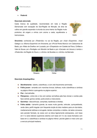Vitivinicultura




   •    Pedernã


Descrição abreviada
Casta branca de qualidade, recomendada em toda a Região
Demarcada com excepção da Sub-Região de Monção; de área de
cultivo em grande expansão é oriunda da zona interior da Região muito
produtiva; dá origem a vinhos com aroma a casta, equilibrados e
harmoniosos.                                                                   Cacho



Sinonímia: conhecida por «Pedernão» no sul da Região, por «Azal «Espanhol», «Azal
Galego» ou «Branco Espanhol» em Amarante, por «Pé de Perdiz Branco» em Cabeceiras de
Basto, por «Rabo de Ovelha» em Lousada, por «Chapeludo» em Castelo de Paiva, Cinfães e
Vale do Sousa, por «Perdigão» em Mondim de Basto e por «Cerceal» em Arouca; é ainda o
«Pedernão» da Região do Douro, o «Arinto» de Bucelas e o «Arinto» da Bairrada




                          Pâmpano                  Folhas



Descrição Ampelográfica:


        Abrolhamento - aberto, cotanilhoso, e com orla fracamente carminada;
        Folha jovem - amarela com manchas bronze; bolhosa; muito cotanilhosa e cerdosa
        na página inferior e penugenta na página superior;
        Flor - hermafrodita;
        Pâmpanos - entre-nós e nós com estrias vermelhas pela face dorsal, e verdes pela
        face ventral; gomos verdes; porte erecto a meio-erecto;
        Gavinhas - descontínuas, compridas, tearâneas e direitas;
        Folha adulta - tamanho grande, às vezes muito grande, orbicular, quinquelobada,
        verde clara, perfil irregular com frequente torção do lobo mediano para um dos lados,
        medianamente bolhosa e enrugada; dentes compridos e médios, de lados convexos;
        seio peciolar fechado, às vezes com os lobos ligeiramente sobrepostos, com base
        em V e seios laterais superiores abertos com base em V e às vezes fechados com
        base em U; cotanilhosa e cerdosa na página inferior; pecíolo glabro e mais curto que
        a nervura principal mediana;



                                                                                          73
 