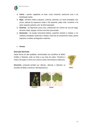 Vitivinicultura




        Cacho - grande; esgalhado na base, muito compacto; pedúnculo curto e de
        lenhificação média;
        Bago - tamanho médio a pequeno, uniforme; obovóide; cor verde amarelada; com
        pruína, película de espessura média e hilo aparente; polpa mole, suculenta e de
        sabor especial; pedicelo curto, de difícil separação;
        Grainhas - de tegumento pouco duro, predominam em número de uma por bago;
        tamanho médio, bojudas, de bico curto bem pronunciado;
        Sarmentos - de secção transversal elíptica, superfície estriada e costada, e cor
        castanha amarelada; fusiformes e direitos: entre-nós de comprimento médio; gomos
        pequenos a médios, pontiagudos e salientes.




   •    Avesso


Descrição Abreviada
Casta branca de alta qualidade, recomendada nos concelhos de Baião,
Cinfães e Resende, onde se limita a sua área de cultivo. Produtiva e
rústica. Dá origem a vinhos com aroma e casta, harmoniosos e saborosos.


Sinonímia: conhecida também por «Borral», «Bornal» e «Bornão» no
concelho de Baião e ainda por «Borraçal branco».                           Cacho




                          Pâmpano                    Folhas




                                                                                     74
 