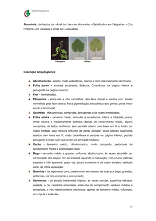 Vitivinicultura




Sinonímia: conhecida por «Azal da Lixa» em Amarante, «Gadelhudo» em Felgueiras, «(Es)
Pinheira» em Lousada e ainda por «Carvalhal».




                              Pâmpano                Folhas




Descrição Ampelográfica:


       Abrolhamento - aberto, muito cotanilhoso, branco e com orla levemente carminada;
       Folha jovem - amarela acobreada; Bolhosa; Cotanilhosa na página inferior e
       penugenta na pagina superior;
       Flor – hermafrodita;
       Pâmpanos - entre-nós e nós vermelhos pela face dorsal e verdes com estrias
       vermelhas pela face ventral; fraca pigmentação antociântica dos gomos; porte meio-
       erecto a horizontal;
       Gavinhas - descontínuas, compridas, penugentas e às vezes enroscadas;
       Folha adulta - tamanho médio, orbicular a cuneiforme, inteira a trilobada, plana,
       verde escura e medianamente bolhosa; dentes de comprimento médio, alguns
       compridos, de lados rectilínios; seio peciolar aberto com base em U e fundo por
       vezes limitado pela nervura próxima do ponto peciolar; seios laterais superiores
       abertos com base em V; muito cotanilhosa e cerdosa na página inferior; pecíolo
       penugento e mais curto que a nervura principal mediana;
       Cacho    -   tamanho      médio,   cilindro-cónico;    muito   compacto,   pedúnculo   de
       comprimento médio e lenhificação fraca;
       Bago - tamanho médio a grande, uniforme, elíptico-curto, às vezes abovóide por
       compressão dos bagos; cor esverdeada aquando a maturação; com pruína; película
       espessa e hilo aparente; polpa rija, pouco suculenta e de sabor simples; pedicelo
       curto, de difícil separação;
       Grainhas - de tegumento duro, predominam em número de duas por bago; grandes,
       piriformes, de bico comprido e pronunciado;
       Sarmentos - de secção transversal elíptica, às vezes circular, superfície estriada,
       costada, e cor castanha amarelada; entre-nós de comprimento variável, médios a
       compridos, e nós relactivamente volumosos; gomos de tamanho médio, volumoso,
       em cúpula e salientes.



                                                                                              76
 