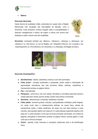 Vitivinicultura




   •    Batoca


Descrição Abreviada
Casta branca de qualidade média, autorizada em quase toda a Região
Demarcada com excepção das Sub-regiões de Monção, Lima e
Amarante; muito produtiva, embora irregular dada a susceptibilidade a
doenças criptogâmicas e rústica; dá origem a vinhos com aroma sem
destaque a casta, macios mas sem qualidade.                                        Cacho


Sinonímia: conhecida também por «Batoco», «Alvaroco», «Alvarça» e «Alvaroça»; por
«Sedouro» ou «Sá Douro» no sul da Região, por «Espadeiro Branco» em Lousada e por
«Azal Espanhol» ou «Pinot Branco» em Amarante; é a «Alvaraça» da Região do Douro.




                           Pâmpano                 Folhas



Descrição Ampelográfica:


        Abrolhamento - aberto, cotanilhoso, branco e com orla carminada;
        Folha jovem - amarela acobreada a acobreada, sendo média a intensidade da
        pigmentação antociânica das seis primeiras folhas; bolhosa, cotanilhosa e
        francamente cerdosa na página inferior;
        Flor – hermafrodita;
        Pâmpanos - entre-nós e nós com estrais vermelhas a vermelhos pela face dorsal e
        verdes pela face ventral; gomos verdes; portes meio-erecto a horizontal;
        Gavinhas - descontínuas; compridas; tearâneas e direitas;
        Folha adulta - tamanho grande, orbicular, quinquelobada a trilobada, perfil irregular,
        cor verde muito claro e medianamente bolhosa, às vezes fraca; dentes de
        comprimento médio, e lados rectilíneos; às vezes uns com lado côncavo e outro
        convexo, seio peciolar aberto com base em V e seios laterais superiores abertos com
        base em V: ponto peciolar e início das nervuras principais carminados, em ambas as
        páginas; penugenta e fracamente cerdosa na página inferior; pecíolo glabro e mais
        curto que a nervura principal;
        Cacho - grande, muito volumoso e compacto; pedúnculo curto e de lenhificação
        fraca;

                                                                                           77
 
