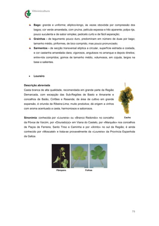 Vitivinicultura




         Bago: grande e uniforme; elíptico-longo, às vezes obovóide por compressão dos
         bagos; cor verde amarelada, com pruína, película espessa e hilo aparente; polpa rija,
         pouco suculenta e de sabor simples; pedicelo curto e de fácil separação;
         Grainhas - de tegumento pouco duro, predominam em número de duas por bago;
         tamanho médio, piriformes, de bico comprido, mas pouco pronunciado;
         Sarmentos - de secção transversal elíptica a circular, superfície estriada e costada,
         e cor castanha amarelada clara; vigorosos, angulosos no arranque e depois direitos;
         entre-nós compridos; gomos de tamanho médio, volumosos, em cúpula, largos na
         base e salientes.




    •    Loureiro


Descrição abreviada
Casta branca de alta qualidade, recomendada em grande parte da Região
Demarcada, com excepção das Sub-Regiões de Basto e Amarante e
concelhos de Baião, Cinfães e Resende; de área de cultivo em grande
expansão, é oriunda da Ribeira-Lima; muito produtiva; dá origem a vinhos
com aroma acentuado a casta, harmoniosos e saborosos.


Sinonímia: conhecida por «Loureira» ou «Branco Redondo» no concelho                 Cacho

da Póvoa de Varzim, por «Dourado(a)» em Viana do Castelo, por «Marquês» nos concelhos
de Paços de Ferreira, Santo Tirso e Caminha e por «Arinto» no sul da Região; é ainda
conhecido por «Moscatel» e trata-se provavelmente da «Loureira» da Província Espanhola
da Galiza.




                             Pâmpano                Folhas




                                                                                            78
 
