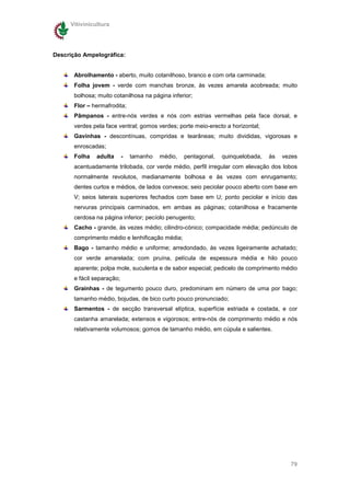 Vitivinicultura




Descrição Ampelográfica:


       Abrolhamento - aberto, muito cotanilhoso, branco e com orla carminada;
       Folha jovem - verde com manchas bronze, às vezes amarela acobreada; muito
       bolhosa; muito cotanilhosa na página inferior;
       Flor – hermafrodita;
       Pâmpanos - entre-nós verdes e nós com estrias vermelhas pela face dorsal, e
       verdes pela face ventral; gomos verdes; porte meio-erecto a horizontal;
       Gavinhas - descontínuas, compridas e tearâneas; muito divididas, vigorosas e
       enroscadas;
       Folha   adulta       -   tamanho   médio,   pentagonal,   quinquelobada,   às   vezes
       acentuadamente trilobada, cor verde médio, perfil irregular com elevação dos lobos
       normalmente revolutos, medianamente bolhosa e às vezes com enrugamento;
       dentes curtos e médios, de lados convexos; seio peciolar pouco aberto com base em
       V; seios laterais superiores fechados com base em U; ponto peciolar e início das
       nervuras principais carminados, em ambas as páginas; cotanilhosa e fracamente
       cerdosa na página inferior; pecíolo penugento;
       Cacho - grande, às vezes médio; cilindro-cónico; compacidade média; pedúnculo de
       comprimento médio e lenhificação média;
       Bago - tamanho médio e uniforme; arredondado, às vezes ligeiramente achatado;
       cor verde amarelada; com pruína, película de espessura média e hilo pouco
       aparente; polpa mole, suculenta e de sabor especial; pedicelo de comprimento médio
       e fácil separação;
       Grainhas - de tegumento pouco duro, predominam em número de uma por bago;
       tamanho médio, bojudas, de bico curto pouco pronunciado;
       Sarmentos - de secção transversal elíptica, superfície estriada e costada, e cor
       castanha amarelada; extensos e vigorosos; entre-nós de comprimento médio e nós
       relativamente volumosos; gomos de tamanho médio, em cúpula e salientes.




                                                                                         79
 