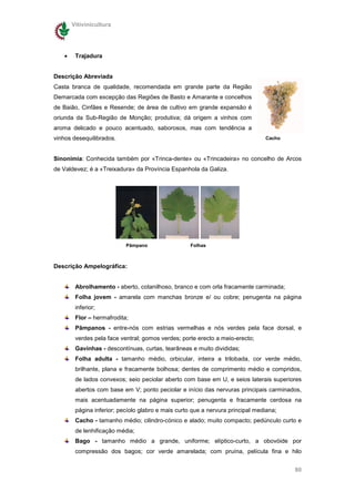 Vitivinicultura




   •    Trajadura


Descrição Abreviada
Casta branca de qualidade, recomendada em grande parte da Região
Demarcada com excepção das Regiões de Basto e Amarante e concelhos
de Baião, Cinfães e Resende; de área de cultivo em grande expansão é
oriunda da Sub-Região de Monção; produtiva; dá origem a vinhos com
aroma delicado e pouco acentuado, saborosos, mas com tendência a
vinhos desequilibrados.                                                         Cacho



Sinonímia: Conhecida também por «Trinca-dente» ou «Trincadeira» no concelho de Arcos
de Valdevez; é a «Treixadura» da Província Espanhola da Galiza.




                           Pâmpano                  Folhas



Descrição Ampelográfica:


        Abrolhamento - aberto, cotanilhoso, branco e com orla fracamente carminada;
        Folha jovem - amarela com manchas bronze e/ ou cobre; penugenta na página
        inferior;
        Flor – hermafrodita;
        Pâmpanos - entre-nós com estrias vermelhas e nós verdes pela face dorsal, e
        verdes pela face ventral; gomos verdes; porte erecto a meio-erecto;
        Gavinhas - descontínuas, curtas, tearâneas e muito divididas;
        Folha adulta - tamanho médio, orbicular, inteira a trilobada, cor verde médio,
        brilhante, plana e fracamente bolhosa; dentes de comprimento médio e compridos,
        de lados convexos; seio peciolar aberto com base em U, e seios laterais superiores
        abertos com base em V; ponto peciolar e início das nervuras principais carminados,
        mais acentuadamente na página superior; penugenta e fracamente cerdosa na
        página inferior; pecíolo glabro e mais curto que a nervura principal mediana;
        Cacho - tamanho médio; cilindro-cónico e alado; muito compacto; pedúnculo curto e
        de lenhificação média;
        Bago - tamanho médio a grande, uniforme; elíptico-curto, a obovóide por
        compressão dos bagos; cor verde amarelada; com pruína, película fina e hilo


                                                                                        80
 