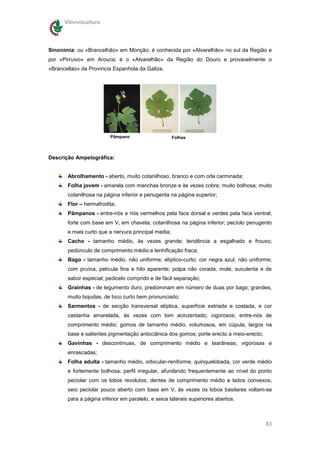 Vitivinicultura




Sinonímia: ou «Brancelhão» em Monção; é conhecida por «Alvarelhão» no sul da Região e
por «Pirruivo» em Arouca; é o «Alvarelhão» da Região do Douro e provavelmente o
«Brancellao» da Província Espanhola da Galiza.




                         Pâmpano                     Folhas



Descrição Ampelográfica:


       Abrolhamento - aberto, muito cotanilhoso, branco e com orla carminada;
       Folha jovem - amarela com manchas bronze e às vezes cobre; muito bolhosa; muito
       cotanilhosa na página inferior e penugenta na página superior;
       Flor – hermafrodita;
       Pâmpanos - entre-nós e nós vermelhos pela face dorsal e verdes pela face ventral;
       forte com base em V, em chaveta; cotanilhosa na página inferior; pecíolo penugento
       e mais curto que a nervura principal media;
       Cacho - tamanho médio, às vezes grande; tendência a esgalhado e frouxo;
       pedúnculo de comprimento médio e lenhificação fraca;
       Bago - tamanho médio, não uniforme; elíptico-curto; cor negra azul, não uniforme;
       com pruína, película fina e hilo aparente; polpa não corada, mole, suculenta e de
       sabor especial; pedicelo comprido e de fácil separação;
       Grainhas - de tegumento duro, predominam em número de duas por bago; grandes,
       muito bojudas, de bico curto bem pronunciado;
       Sarmentos - de secção transversal elíptica, superfície estriada e costada, e cor
       castanha amarelada, às vezes com tom acinzentado; vigorosos; entre-nós de
       comprimento médio; gomos de tamanho médio, volumosos, em cúpula, largos na
       base e salientes pigmentação antociânica dos gomos; porte erecto a meio-erecto;
       Gavinhas - descontínuas, de comprimento médio e tearâneas; vigorosas e
       enrascadas;
       Folha adulta - tamanho médio, orbicular-reniforme, quinquelobada, cor verde médio
       e fortemente bolhosa; perfil irregular, afunilando frequentemente ao nível do ponto
       peciolar com os lobos revolutos; dentes de comprimento médio e lados convexos;
       seio peciolar pouco aberto com base em V, às vezes os lobos basilares voltam-se
       para a página inferior em paralelo, e seios laterais superiores abertos.



                                                                                         83
 