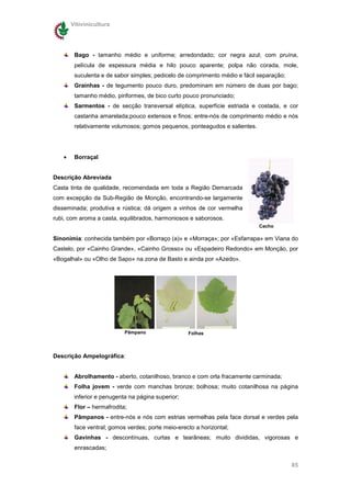 Vitivinicultura




        Bago - tamanho médio e uniforme; arredondado; cor negra azul; com pruína,
        película de espessura média e hilo pouco aparente; polpa não corada, mole,
        suculenta e de sabor simples; pedicelo de comprimento médio e fácil separação;
        Grainhas - de tegumento pouco duro, predominam em número de duas por bago;
        tamanho médio, piriformes, de bico curto pouco pronunciado;
        Sarmentos - de secção transversal elíptica, superfície estriada e costada, e cor
        castanha amarelada;pouco extensos e finos; entre-nós de comprimento médio e nós
        relativamente volumosos; gomos pequenos, ponteagudos e salientes.




   •    Borraçal


Descrição Abreviada
Casta tinta de qualidade, recomendada em toda a Região Demarcada
com excepção da Sub-Região de Monção, encontrando-se largamente
disseminada; produtiva e rústica; dá origem a vinhos de cor vermelha
rubi, com aroma a casta, equilibrados, harmoniosos e saborosos.
                                                                            Cacho

Sinonímia: conhecida também por «Borraço (a)» e «Morraça»; por «Esfarrapa» em Viana do
Castelo, por «Cainho Grande», «Cainho Grosso» ou «Espadeiro Redondo» em Monção, por
«Bogalhal» ou «Olho de Sapo» na zona de Basto e ainda por «Azedo».




                           Pâmpano                 Folhas



Descrição Ampelográfica:


        Abrolhamento - aberto, cotanilhoso, branco e com orla fracamente carminada;
        Folha jovem - verde com manchas bronze; bolhosa; muito cotanilhosa na página
        inferior e penugenta na página superior;
        Flor – hermafrodita;
        Pâmpanos - entre-nós e nós com estrias vermelhas pela face dorsal e verdes pela
        face ventral; gomos verdes; porte meio-erecto a horizontal;
        Gavinhas - descontínuas, curtas e tearâneas; muito divididas, vigorosas e
        enrascadas;

                                                                                         85
 