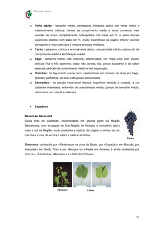 Vitivinicultura




         Folha adulta - tamanho médio, pentagonal, trilobada, plana, cor verde médio e
         medianamente bolhosa; dentes de comprimento médio e lados convexos; seio
         peciolar de lobos completamente sobrepostos com base em V, e seios laterais
         superiores abertos com base em V; ,muito cotanilhosa na página inferior; pecíolo
         penugento e mais curto que a nervura principal mediana;
         Cacho - pequeno, cónico e normalmente alado; compacidade média; pedúnculo de
         comprimento médio e lenhificação média;
         Bago - tamanho médio, não uniforme; arredondado; cor negra azul; com pruína,
         película fina e hilo aparente; polpa não corada, rija, pouco suculenta e de sabor
         especial; pedicelo de comprimento médio e fácil separação;
         Grainhas; de tegumento pouco duro, predominam em número de duas por bago;
         grandes, piriformes, de bico curto pouco pronunciado;
         Sarmentos - de secção transversal elíptica, superfície estriada e costada, e cor
         castanha amarelada; entre-nós de comprimento médio; gomos de tamanho médio,
         volumosos, em cúpula e salientes.




    •    Espadeiro


Descrição Abreviada
Casta tinta de qualidade, recomendada em grande parte da Região
Demarcada, com excepção da Sub-Região de Monção e concelhos (seis)
mais a sul da Região; muito produtiva e rústica; dá origem a vinhos de cor
rubi clara a rubi, de aroma e sabor a casta e acídulos.
                                                                                Cacho

Sinonímia: conhecida por «Padeiro(a)» na zona de Basto, por «Espadão» em Monção, por
«Espadal» em Santo Tirso e por «Murço» ou «Areal» em Amares, é ainda conhecida por
«Cinza», «Farinhoto», «Nevoeiro» e «Tinta dos Pobres».




                           Pâmpano                  Folhas




                                                                                        86
 