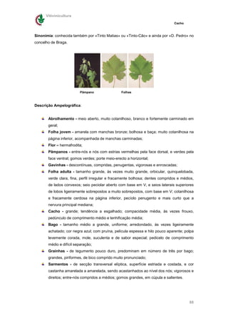 Vitivinicultura
                                                                               Cacho



Sinonímia: conhecida também por «Tinto Matias» ou «Tinto-Cão» e ainda por «D. Pedro» no
concelho de Braga.




                          Pâmpano                 Folhas



Descrição Ampelográfica:


       Abrolhamento - meio aberto, muito cotanilhoso, branco e fortemente carminado em
       geral;
       Folha jovem - amarela com manchas bronze; bolhosa e baça; muito cotanilhosa na
       página inferior, acompanhada de manchas carminadas;
       Flor – hermafrodita;
       Pâmpanos - entre-nós e nós com estrias vermelhas pela face dorsal, e verdes pela
       face ventral; gomos verdes; porte meio-erecto a horizontal;
       Gavinhas - descontínuas, compridas, penugentas, vigorosas e enroscadas;
       Folha adulta - tamanho grande, às vezes muito grande, orbicular, quinquelobada,
       verde clara, fina, perfil irregular e fracamente bolhosa; dentes compridos e médios,
       de lados convexos; seio peciolar aberto com base em V, e seios laterais superiores
       de lobos ligeiramente sobrepostos a muito sobrepostos, com base em V; cotanilhosa
       e fracamente cerdosa na página inferior, pecíolo penugento e mais curto que a
       nervura principal mediana;
       Cacho - grande; tendência a esgalhado; compacidade média, às vezes frouxo,
       pedúnculo de comprimento médio e lenhificação média;
       Bago - tamanho médio a grande, uniforme; arredondado, às vezes ligeiramente
       achatado; cor negra azul; com pruína, película espessa e hilo pouco aparente; polpa
       levemente corada, mole, suculenta e de sabor especial; pedicelo de comprimento
       médio e difícil separação;
       Grainhas - de tegumento pouco duro, predominam em número de três por bago;
       grandes, piriformes, de bico comprido muito pronunciado;
       Sarmentos - de secção transversal elíptica, superfície estriada e costada, e cor
       castanha amarelada a amarelada, sendo acastanhados ao nível dos nós; vigorosos e
       direitos; entre-nós compridos a médios; gomos grandes, em cúpula e salientes.




                                                                                        88
 