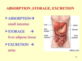 11
ABSORPTION ,STORAGE, EXCRETION
ABSORPTION
small intestine
STORAGE 
liver adipose tissue
EXCRETION 
urine
 