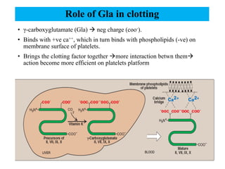 Role of Gla in clotting
• γ-carboxyglutamate (Gla) à neg charge (coo-).
• Binds with +ve ca++, which in turn binds with phospholipids (-ve) on
membrane surface of platelets.
• Brings the clotting factor together àmore interaction betwn themà
action become more efficient on platelets platform
 