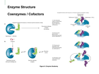 Enzymes and Vitamins | PPTX