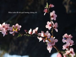 Mùa xuân đã tới quê hương chúng tôi
 