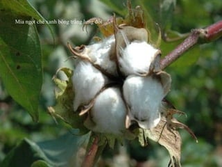 Mía ngọt chè xanh bông trắng lưng đồi
 