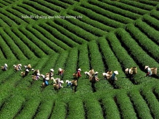 Suối đổ về sông qua những nương chè
 
