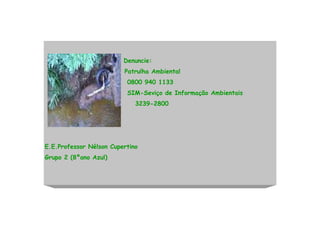 Denuncie:
                         Patrulha Ambiental
                          0800 940 1133
                          SIM-Seviço de Informação Ambientais
                             3239-2800




E.E.Professor Nélson Cupertino
Grupo 2 (8ºano Azul)
 