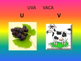 UVA VACA
U V
 