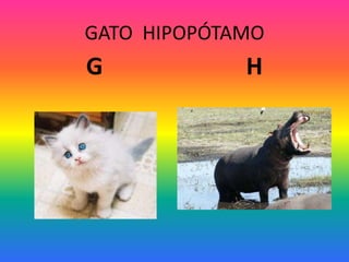 GATO HIPOPÓTAMO
G H
 