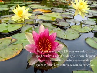 Ela possui uma grande folha em forma de círculo,
que fica sobre a superfície da água, e pode chegar a
ter até 2,5 metros de diâmetro e suportar até 40
quilos se forem bem distribuídos em sua superfície.
 